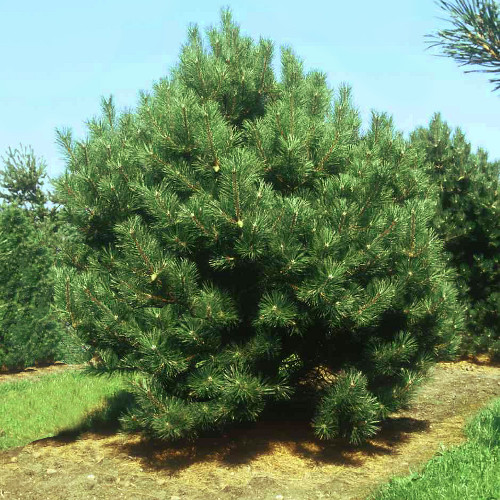 pinus_nigra.jpg